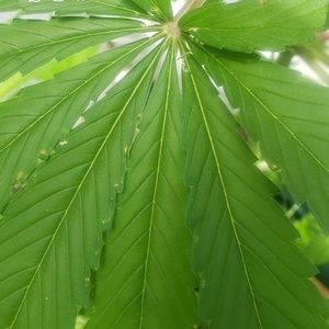 Meet your Posher, Cassie